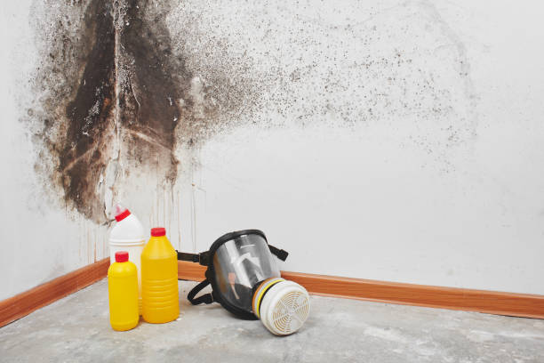 Best Professional Mold Removal  in New Knoxville, OH