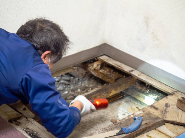 Best Local Mold Removal Service  in New Knoxville, OH
