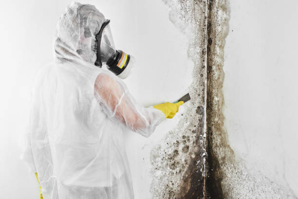 Best Same-Day Mold Removal  in New Knoxville, OH