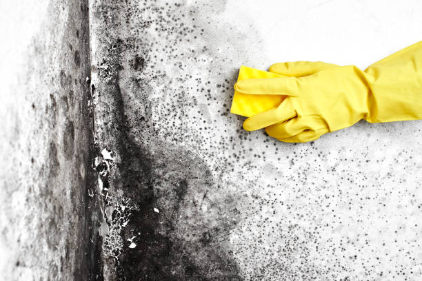 Best Emergency Mold Removal  in New Knoxville, OH