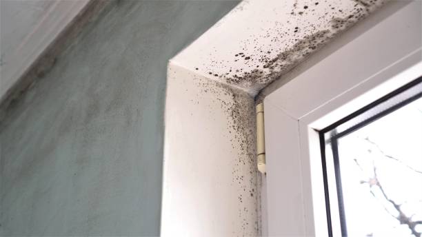 Best Professional Mold Removal  in New Knoxville, OH