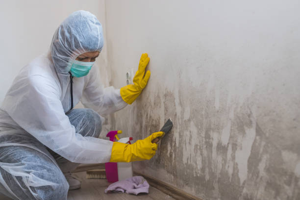 Best Black Mold Removal  in New Knoxville, OH