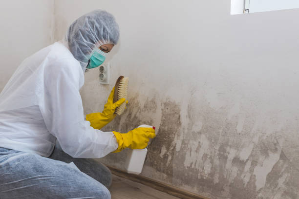 Best Residential Mold Removal  in New Knoxville, OH