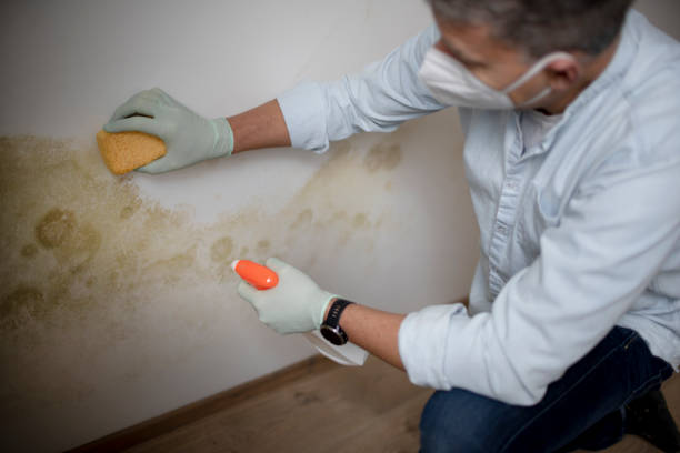 Best Mold Removal Company Near Me  in New Knoxville, OH