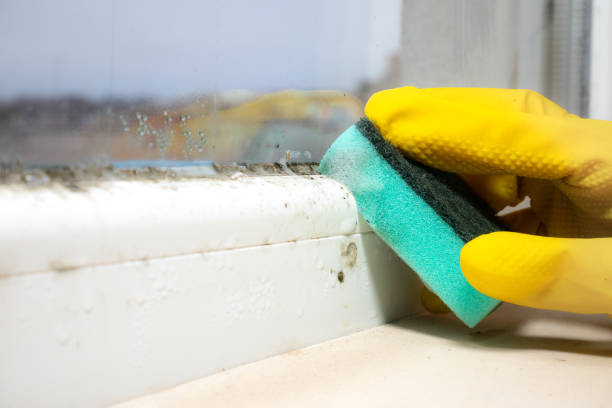 Best Same-Day Mold Removal  in New Knoxville, OH