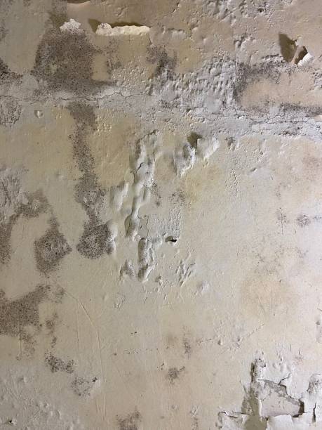Best Crawl Space Mold Removal  in New Knoxville, OH