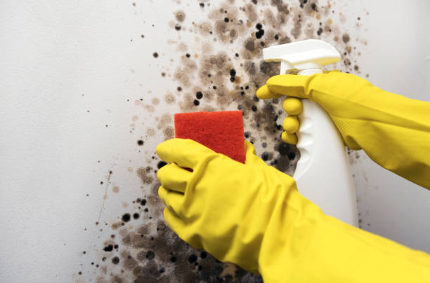 Best Mold Removal Near Me  in New Knoxville, OH