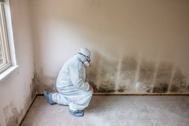 Best Mold Removal Company Near Me  in New Knoxville, OH