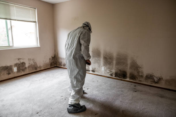 Best Mold Cleaning Services  in New Knoxville, OH