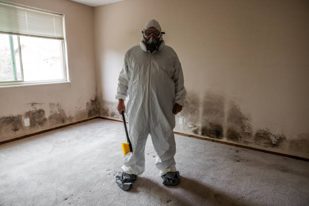 Best Mold Remediation  in New Knoxville, OH