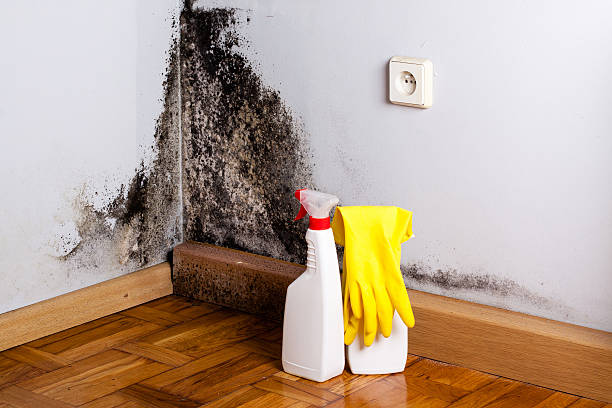 Best Emergency Mold Removal  in New Knoxville, OH