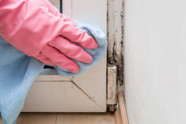 Best Toxic Mold Removal  in New Knoxville, OH